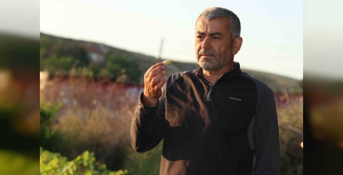 Evliya Çelebi’nin izinde: Ayaş'ın meşhur dutu hasat ediliyor