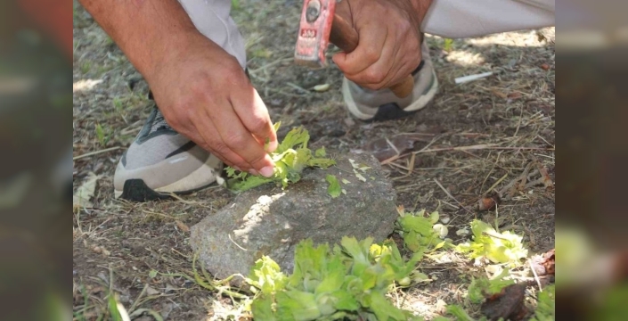 Fındık bahçelerinde hassas rekolte sayımı başladı: Doğruya en yakın tahmin için 400 noktada inceleme