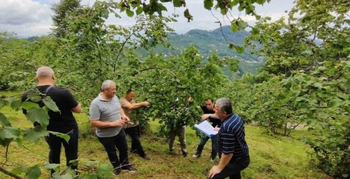 Fındık hasadı öncesi gözler rekolte tespitinde: Trabzon'da sayımlar başladı