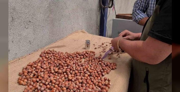 Fındık üreticileri, yeni sezon fiyatlarını merakla bekliyor