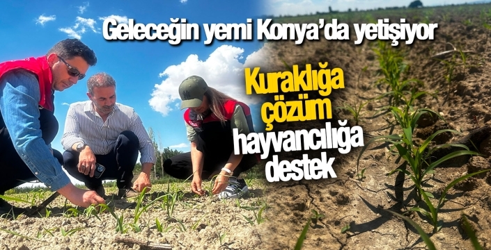 Geleceğin yemi Konya’da yetişiyor: Kuraklığa çözüm, hayvancılığa destek