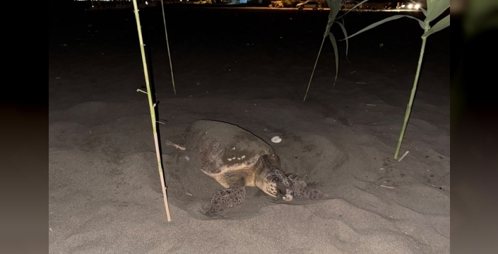 Gençlerin caretta caretta duyarlılığı, deniz kaplumbağalarına umut oldu