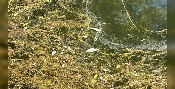 Gölcük Tabiat Parkı'nda balık ölümleri paniği