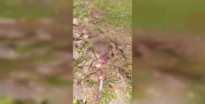 Gümüşhane'de kaybolan inek, ayı tarafından parçalanarak bulundu