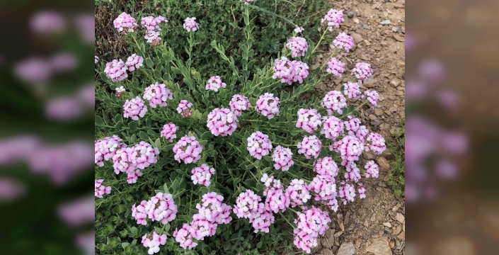 Hakkari'nin yaylasında doğanın renk cümbüşü