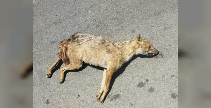 Hilvan'da nesli tükenme tehlikesi bulunan altın çakal trafik kazasında hayatını kaybetti