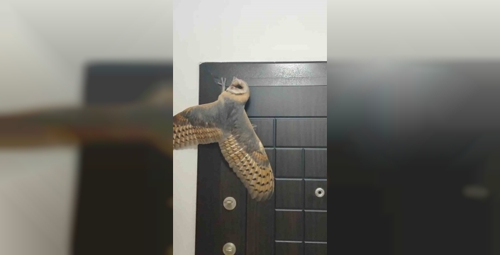 Hırsız sandı, karşısında baykuş buldu