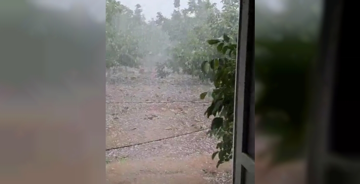 İpsala'da ceviz bahçeleri dolu felaketiyle sarsıldı: 500 dekar zarar!