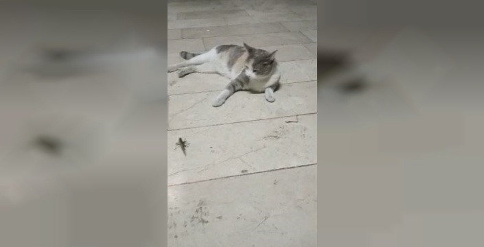 İstanbul'da dev çekirgeler panik yarattı
