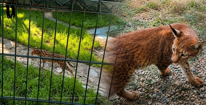 Kaçak kedi taşıyanlara 127 bin lira ceza