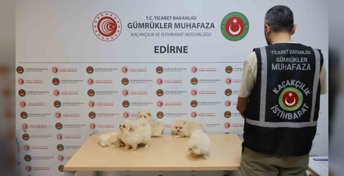 Kaçakçılığa geçit yok: 6 yavru köpek gümrükte kurtarıldı