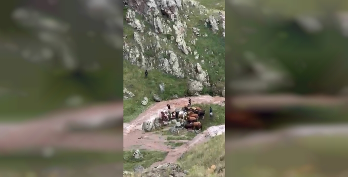 Kağızman'da sel felaketi: 5 büyükbaş hayvan telef oldu