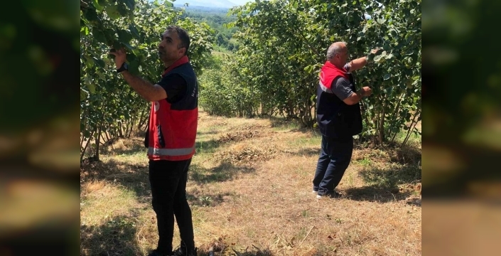 Kahverengi kokarca zararlısı fındıkta tehlike oluşturuyor