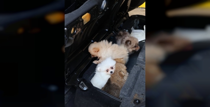 Kapıkule'de yürek burkan operasyon: 5 yavru köpek kaçakçılıktan kurtarıldı