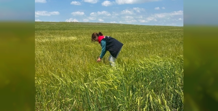 Kars'ta doğa terör estirdi: Tarlalarda büyük hasar, ekipler seferber oldu