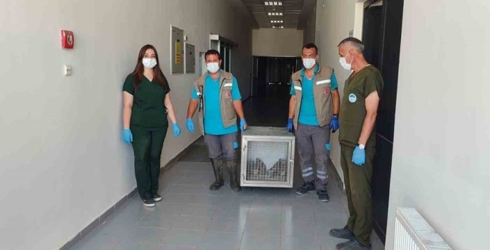 Kayseri'de 35 yaban kuşu doğaya geri salındı