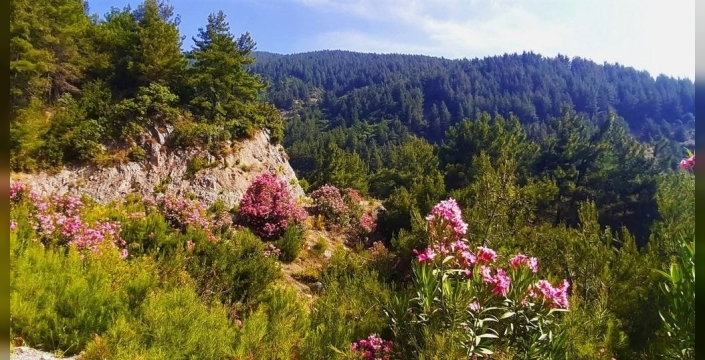 Keçiler, ormanların yangın dostu olduğunu kanıtladı