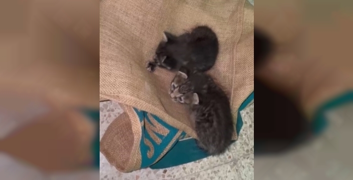 Kediler havalandırma kazanında mahsur kaldı, öğretmenler kurtardı