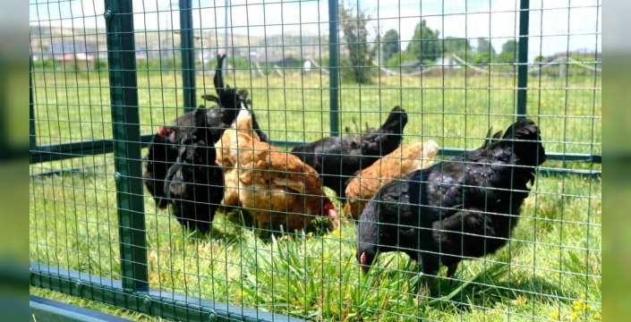 Kenelerle savaşta tavuklar sahada: Sivas'ta ilginç önlem!