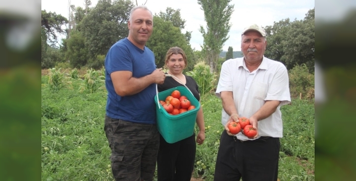 Kiralık arazilerde Çanakkale'nin en lezzetli domatesleri yetişiyor