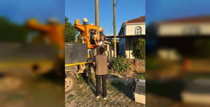 Kocaeli'de sahipsiz kalan yavru leyleklere yardım eli uzandı