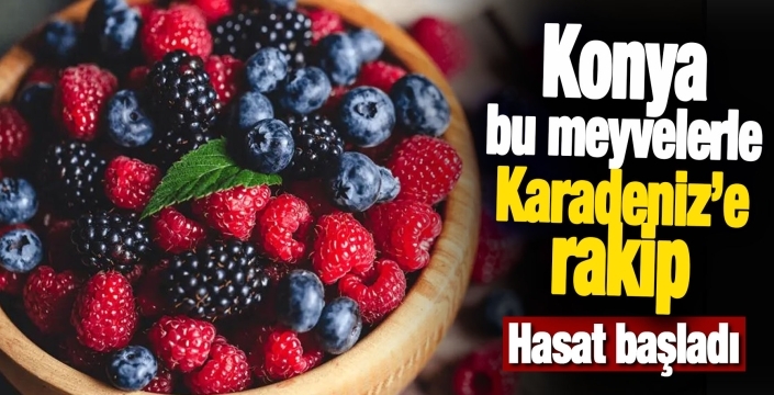 Konya’da Karadeniz’in vitamin deposu meyvelerinde hasat zamanı