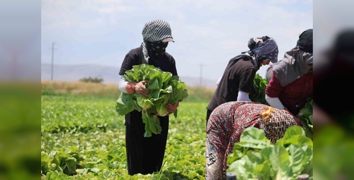 Konya'da marul bolluğu, fiyatları dibe çekti