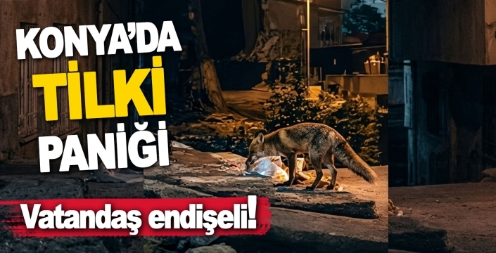 Konya’nın bir ilçesine domuzlardan sonra şimdi de tilki indi