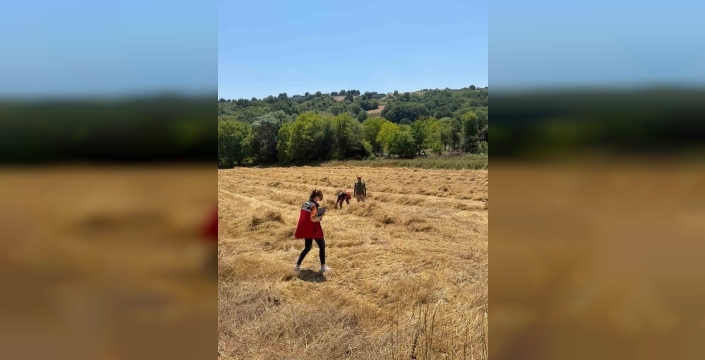 Körfez’de ata tohumu siyez buğdayında ilk hasat yapıldı