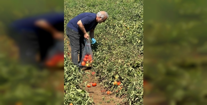 Köşk’te domatesler sofraya gelmeden ilaç kalıntısı alarmı!