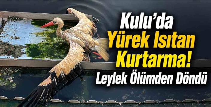 Kulu'da Yürek Isıtan Kurtarma! Leylek Ölümden Döndü