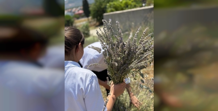 Lavanta kokulu okulda hasat coşkusu: Öğrenciler üretim sürecine daldı