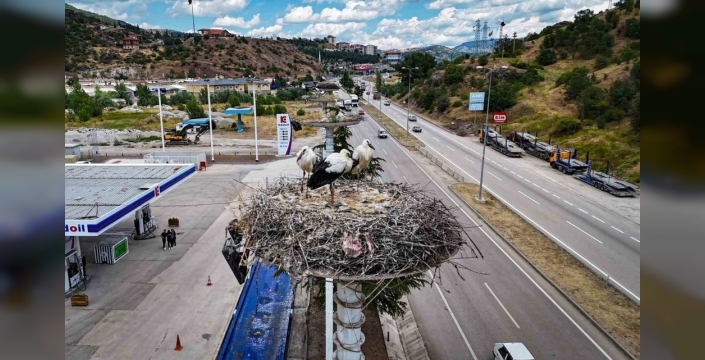 Leylekler, yavrularıyla baharın gelişini müjdeliyor