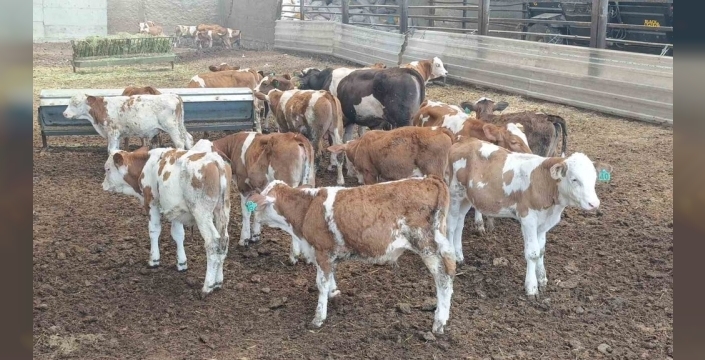 Manavgat'ta besihanede dev yangın: 60 saman balyası adeta buharlaştı!