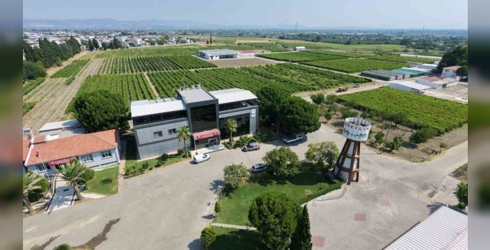 Manisa'dan dünyaya tatlı bir başlangıç: Üzüm ihracatı başladı, rekolte umut veriyor