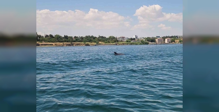 Marmara'da yunuslarla unutulmaz anlar