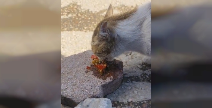 Menemen ziyafeti çeken kedi, Elazığ'da tatlı anlar yaşattı