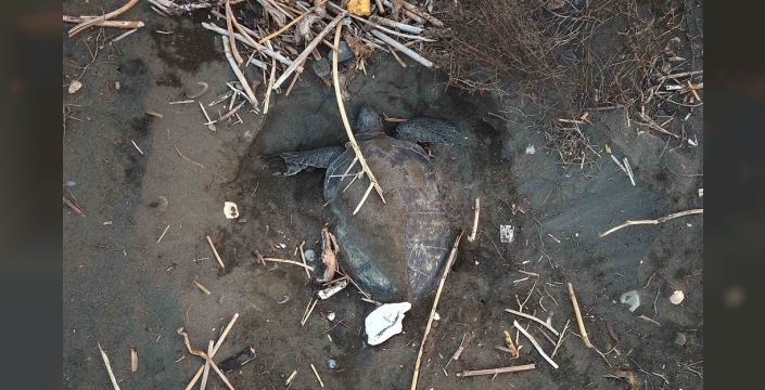 Mersin'de caretta carettaların yuvalama dönemi yoğun geçiyor