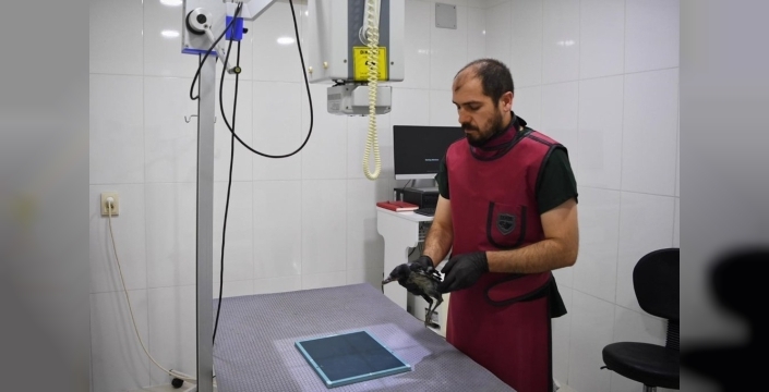 Minik Zeytin'in hikayesi: Yaralı yavru kargaya sevgi dolu bakım