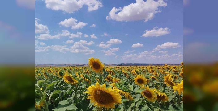 Muratlı'da anıza ekim ile çiftçiler kazanç sağlıyor