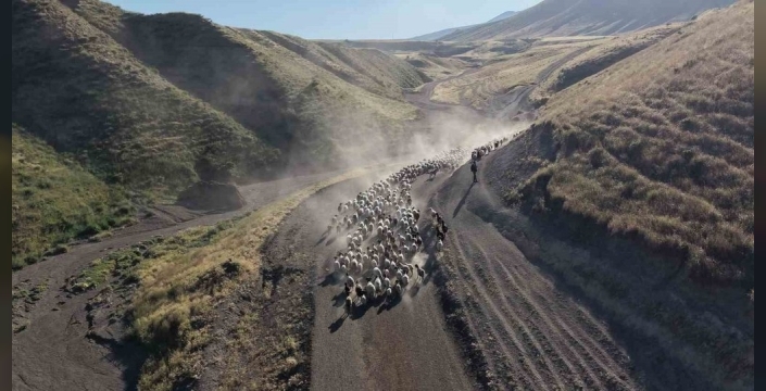 Nemrut eteklerinde toz bulutları: Koyunların destansı yolculuğu