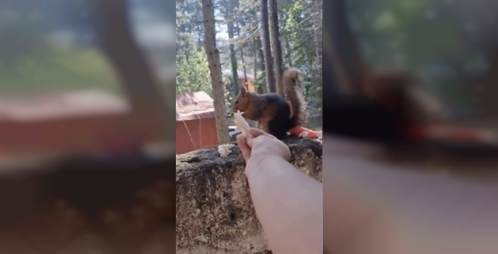 Osmaniye'de sincap, vatandaşın dostu oldu