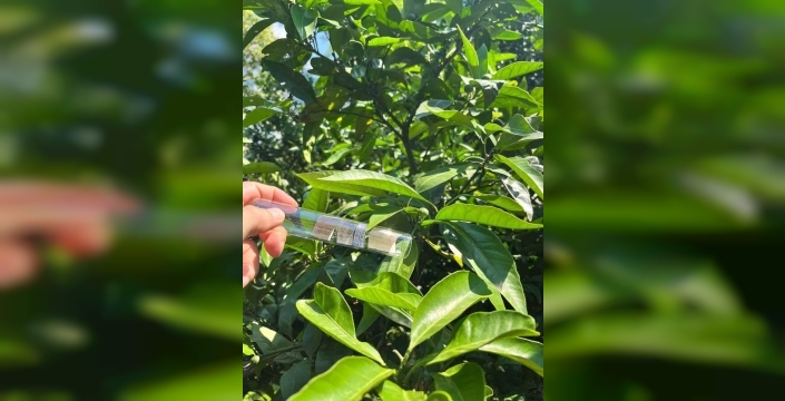Rize'de tarımı tehdit eden istilacı böcekle mücadelede yeni umut: Samuray Arısı doğaya salındı