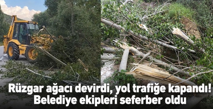 Rüzgardan devrilen ağaç karayolunu kapattı
