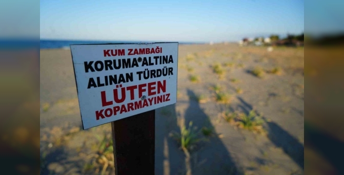 Sahildeki nadir güzellik tehlikede: Kum zambağını koparanı dudak uçuklatan ceza bekliyor!