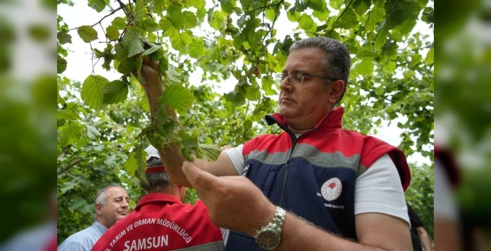 Samsun'da fındık rekoltesi için sayım çalışmaları başladı