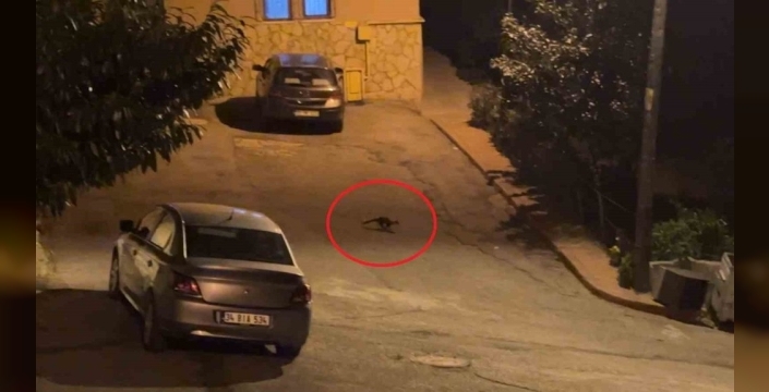 Samsun'un sokaklarında geceleri sansar sürüsü dolaşıyor