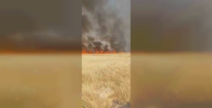 Şanlıurfa'da yangın dehşeti: 45 dönüm buğday kül oldu