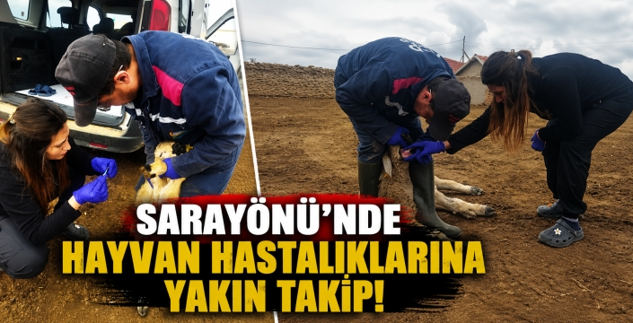 Sarayönü'nde hayvan hastalıklarına yakın takip! Ekipler sahada