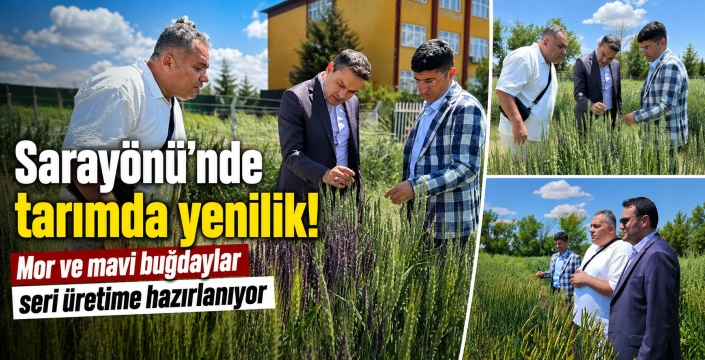 Sarayönü'nde tarımda yenilik! Mor ve mavi buğdaylar seri üretime hazırlanıyor